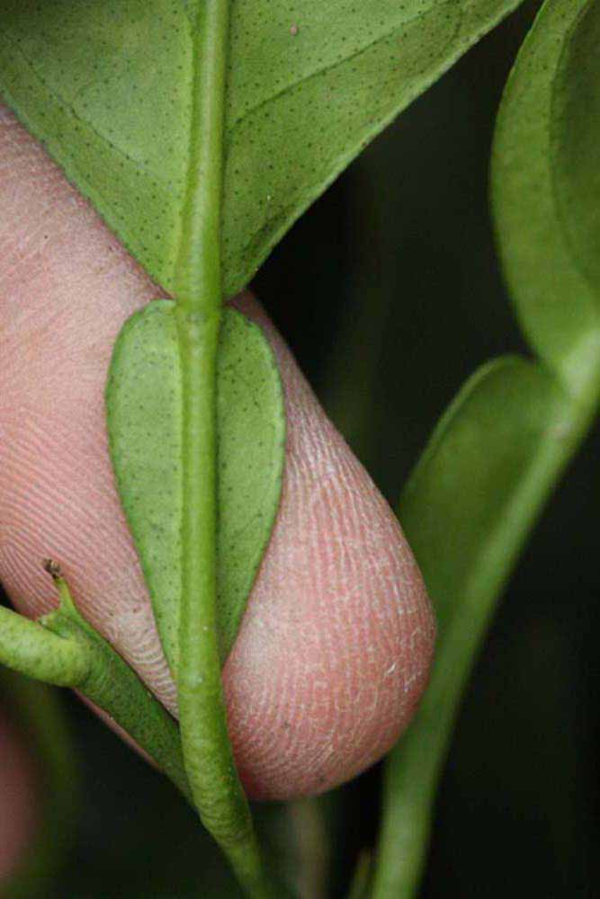              Petiole (Riverside, CA)       